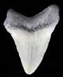 Juvenile Megalodon Tooth - South Carolina #39957-1